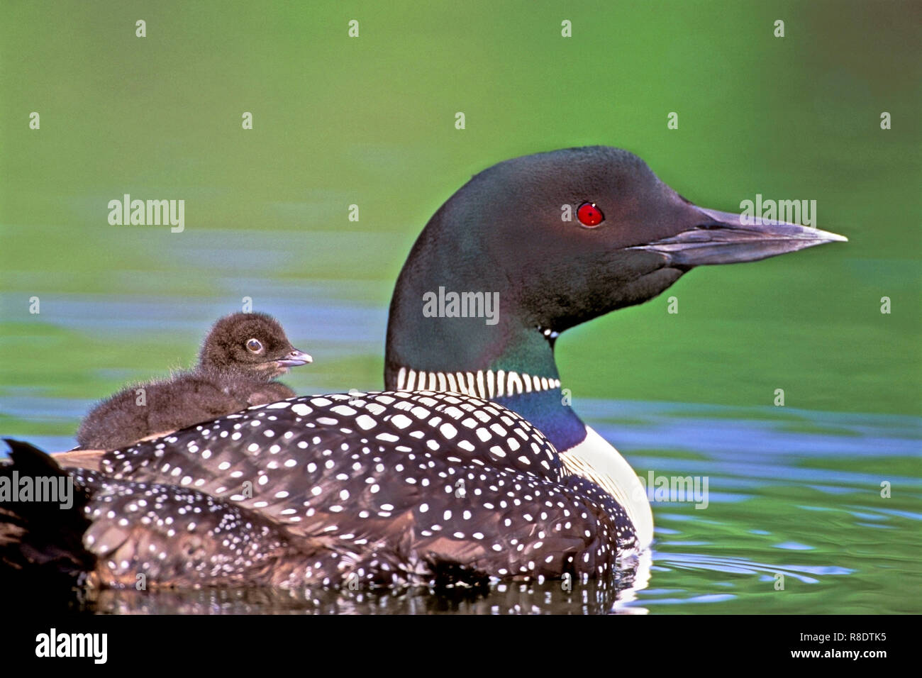 Common Loon or Great Northern Diver with chick on back swimming in lake Stock Photo
