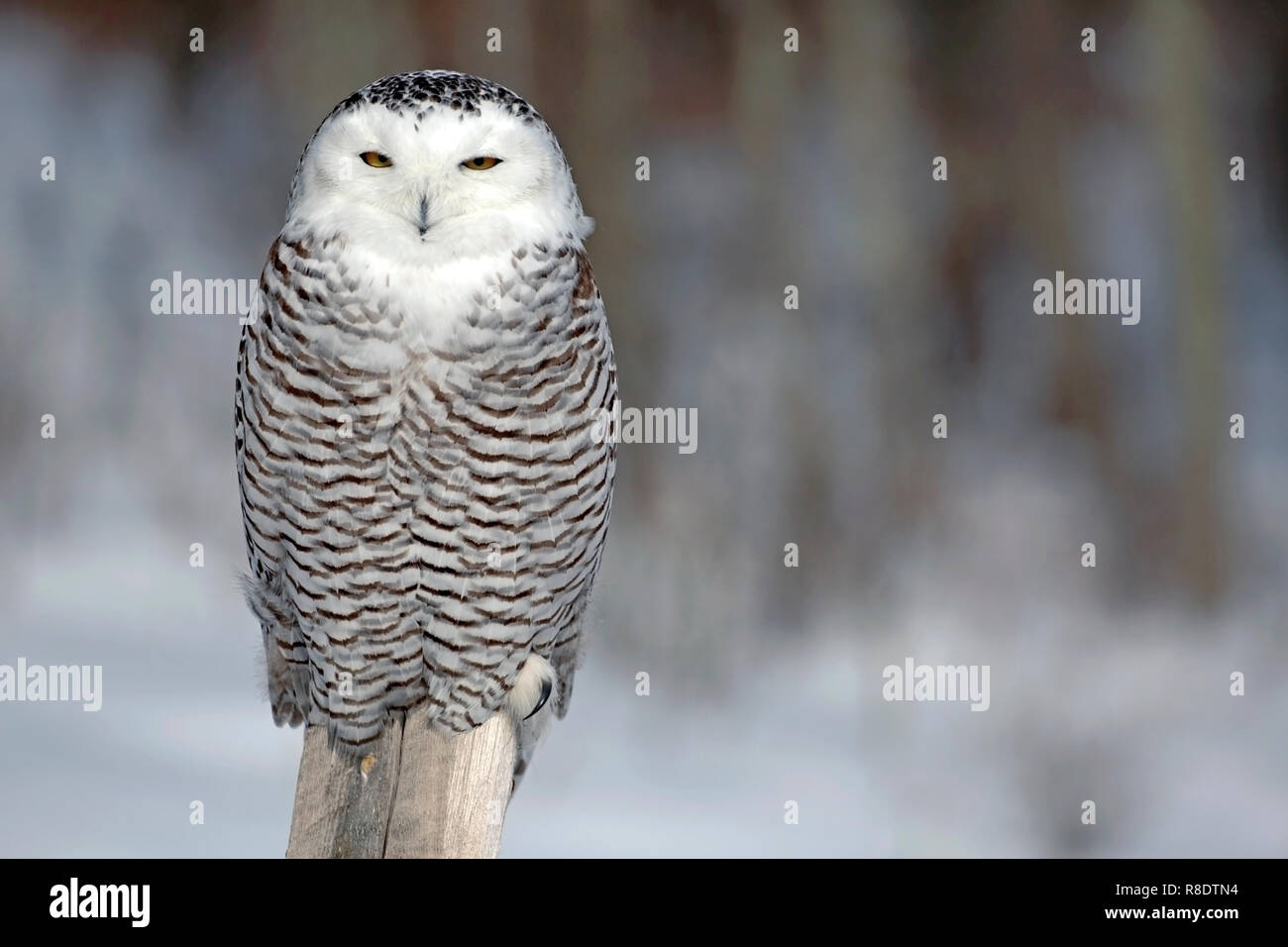 Snowy Owl in winter, sitting  on post, hunting. Stock Photo