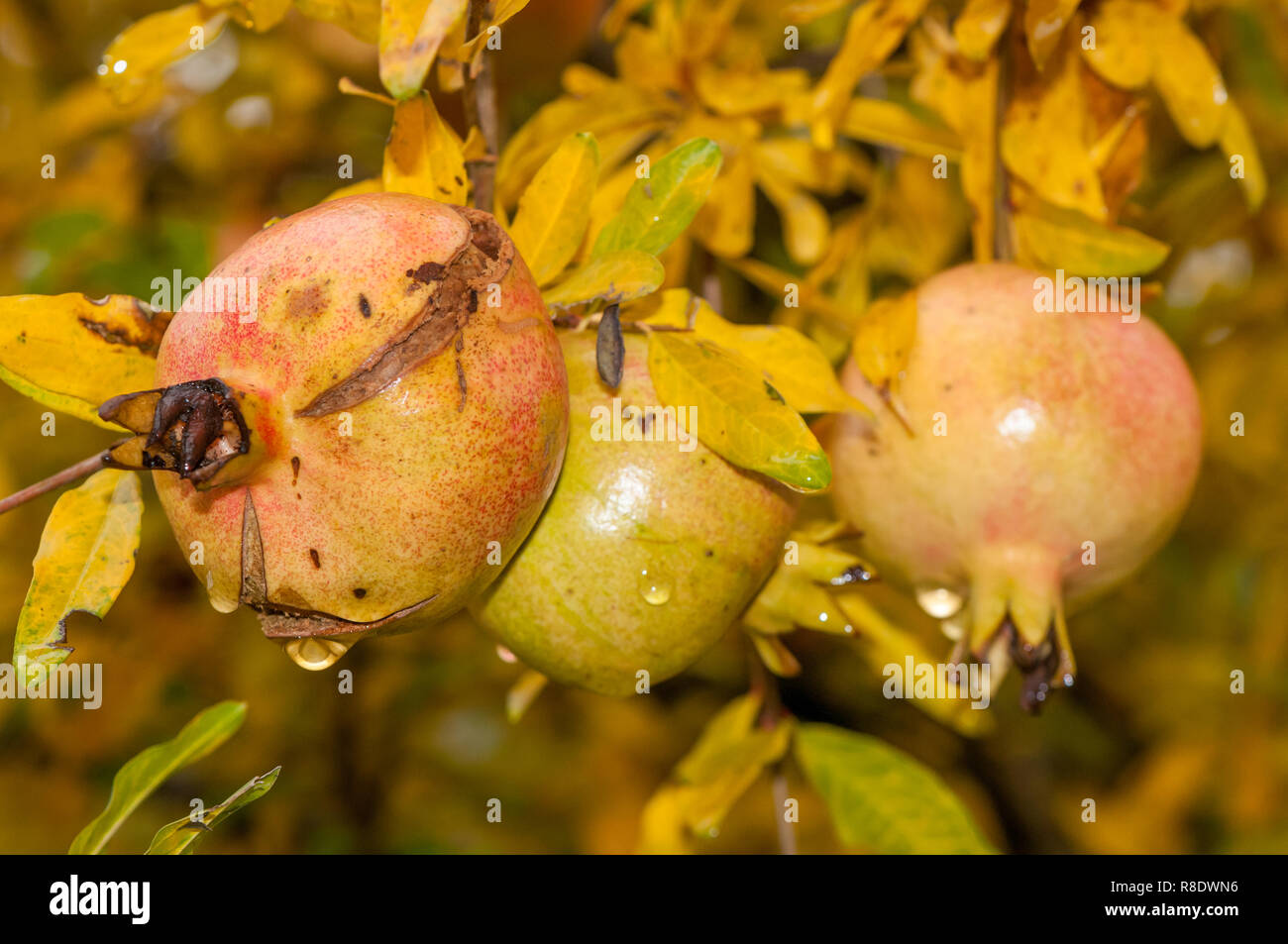Pomegranate, Punica granatum, fruit on the tree Stock Photo