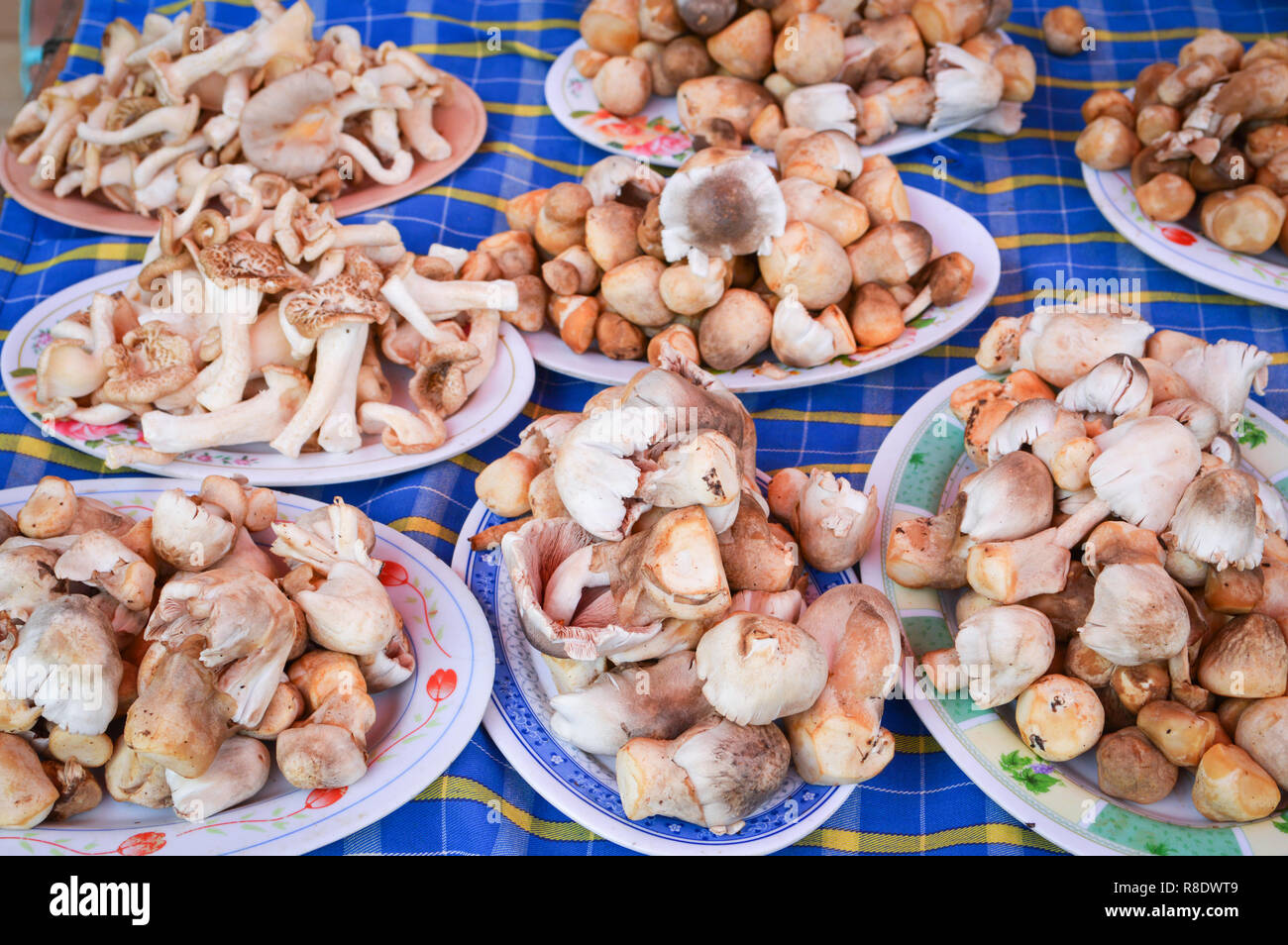 straw mushroom on plate sale in the market - fresh straw mushroom from the mushroom farm in thailand Stock Photo