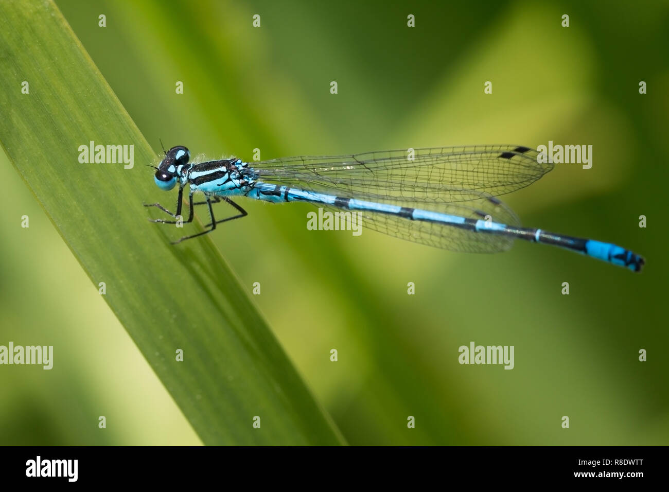 Male azure damselfly at rest on a green leaf Stock Photo - Alamy
