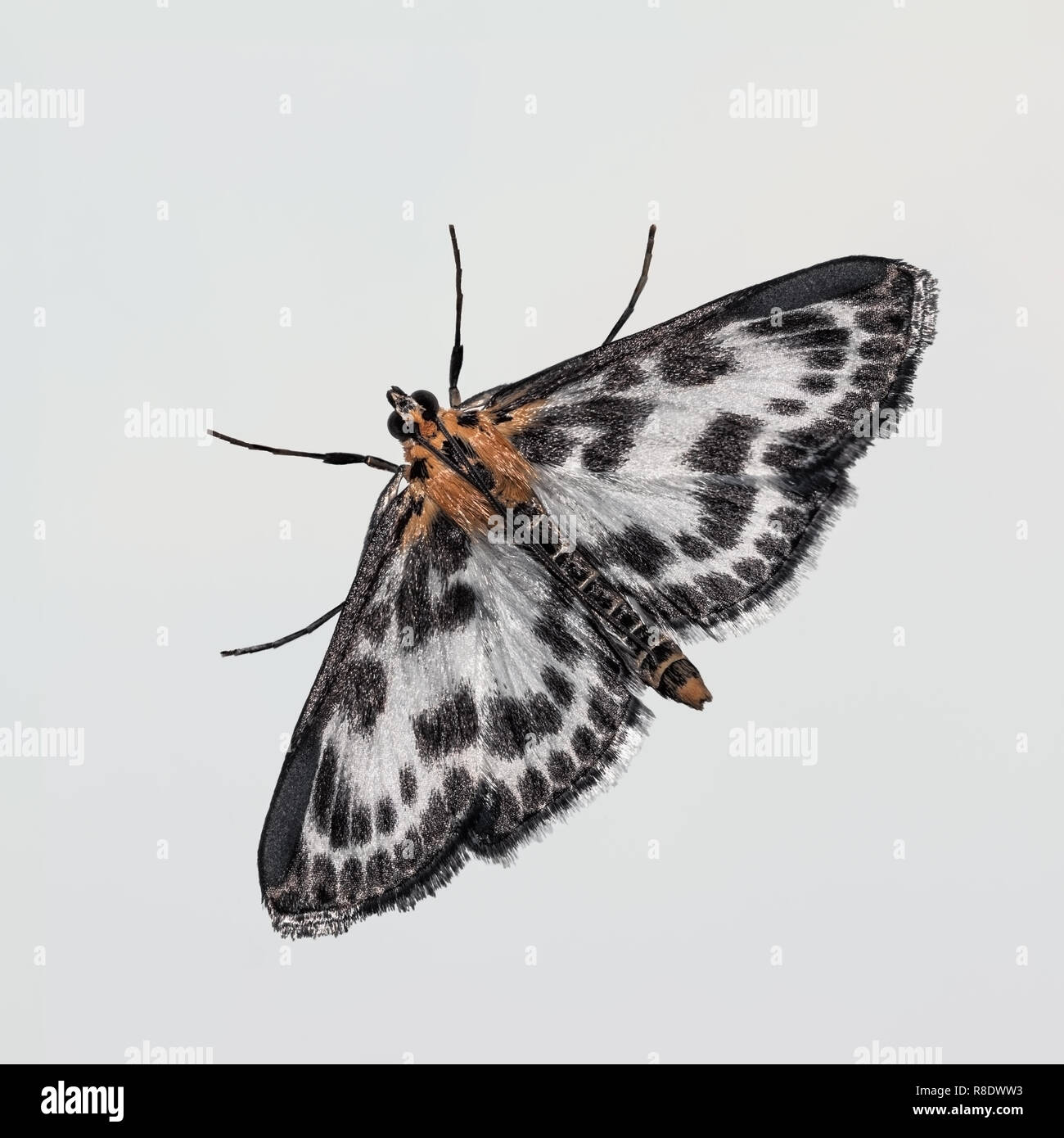 Small Magpie moth on a pastel background Stock Photo