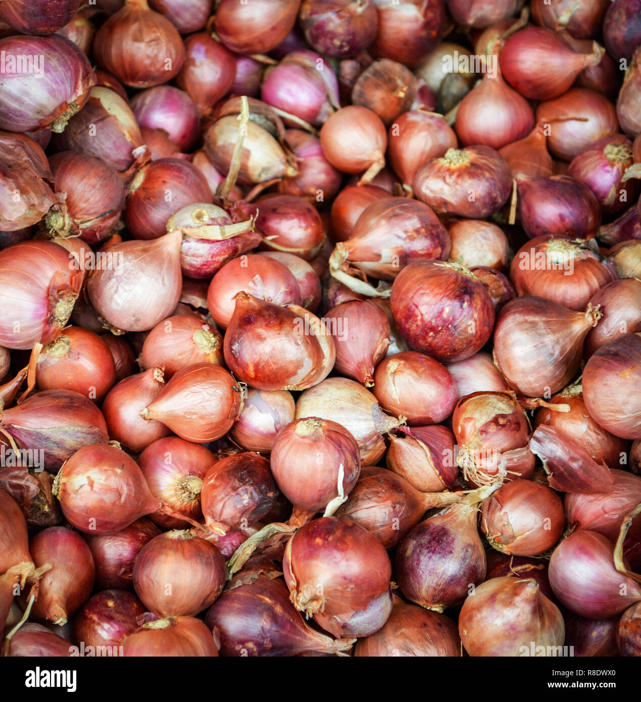 Shallots or red onion, purple shallots on wooden background , fresh shallot  for medicinal products or herbs and spices Thai food made from this raw  shallot 10238227 Stock Photo at Vecteezy