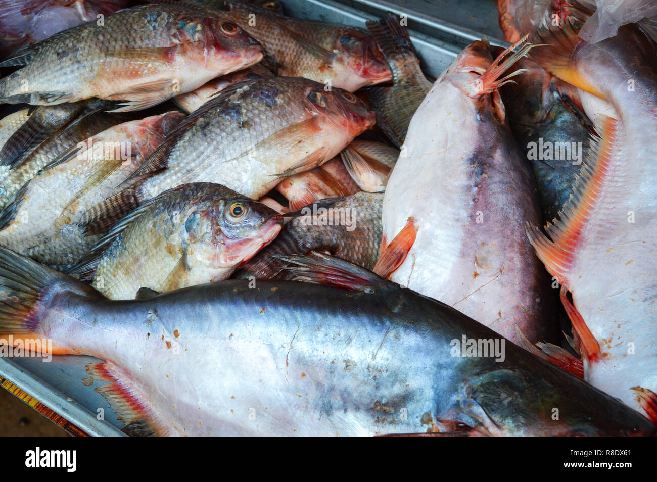 fish in market / fresh raw tilapia , striped catfish fish in the market