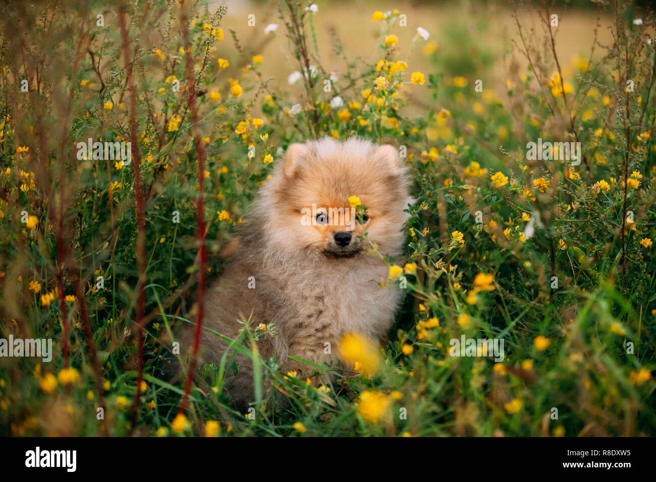 wild pomeranian