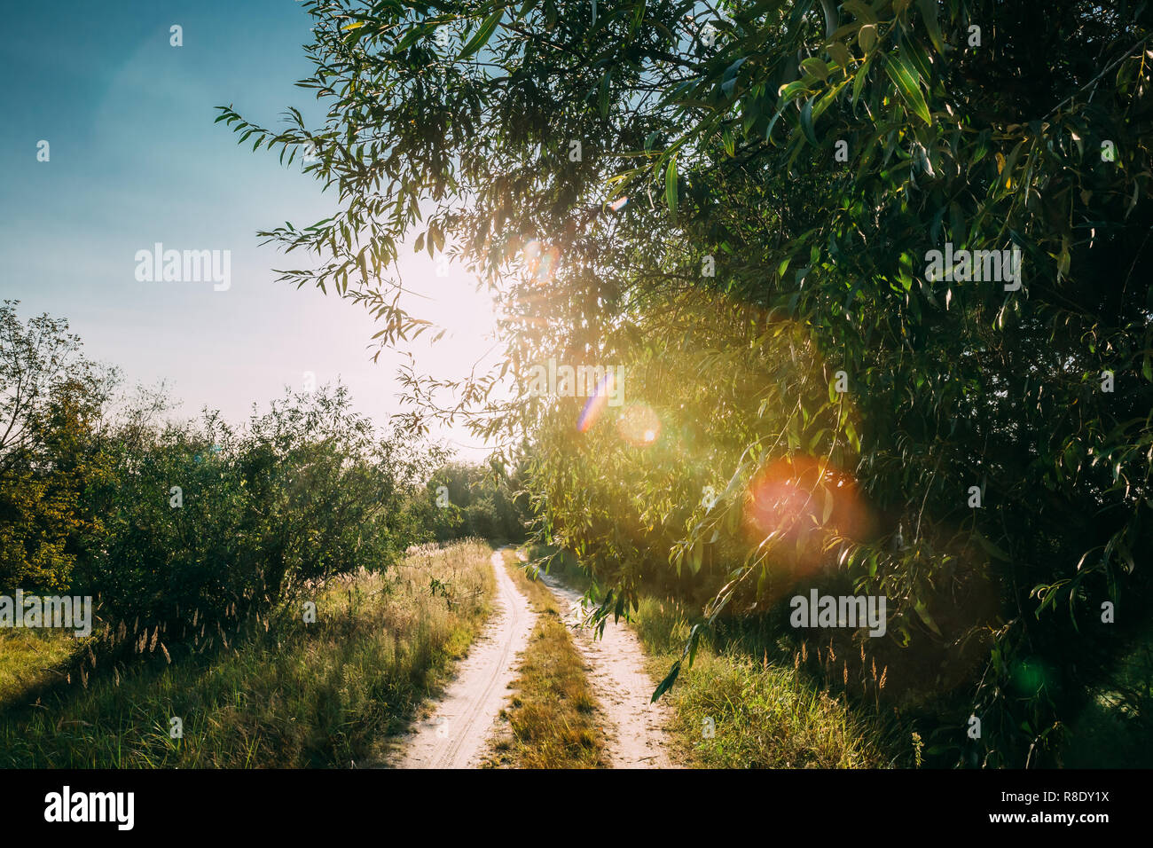 Winding Countryside Road Path Walkway Through Summer Deciduous Forest ...