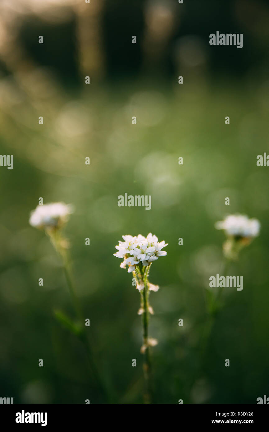 Berteroa Incana Is A Species Of Flowering Plant In The Mustard Family, Brassicaceae. Native To Eurasia And It Has Been Introduced To Western Europe An Stock Photo