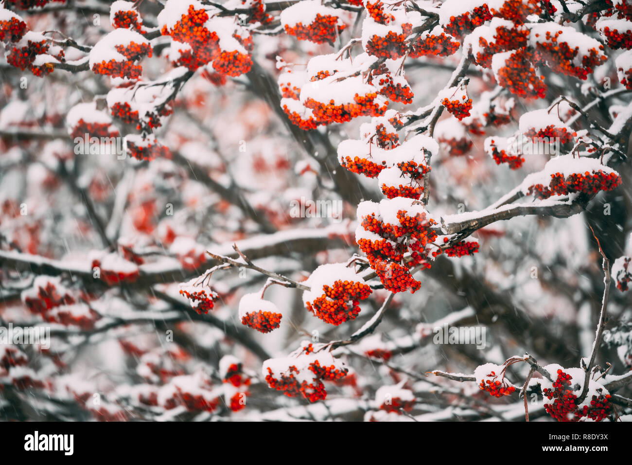 Rowan trees or mountain ashes hi-res stock photography and images - Alamy