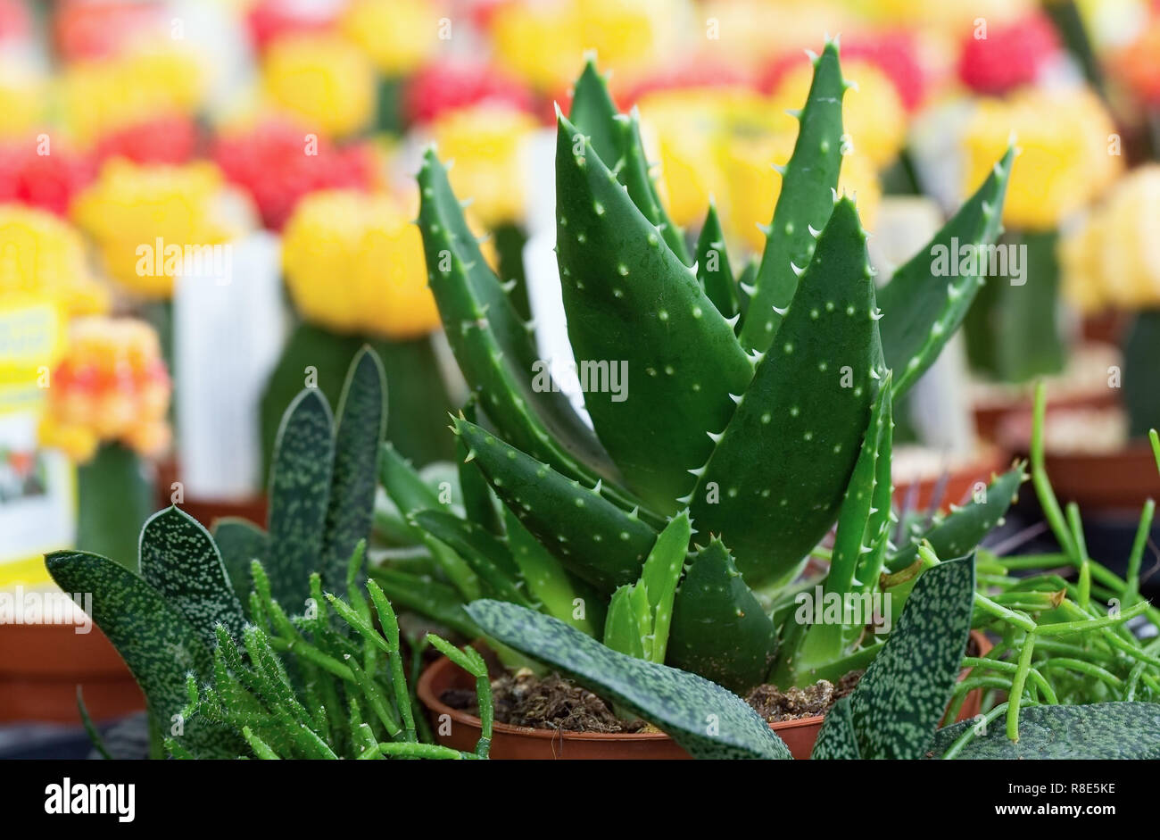 beautiful interesting cactus in nature Stock Photo