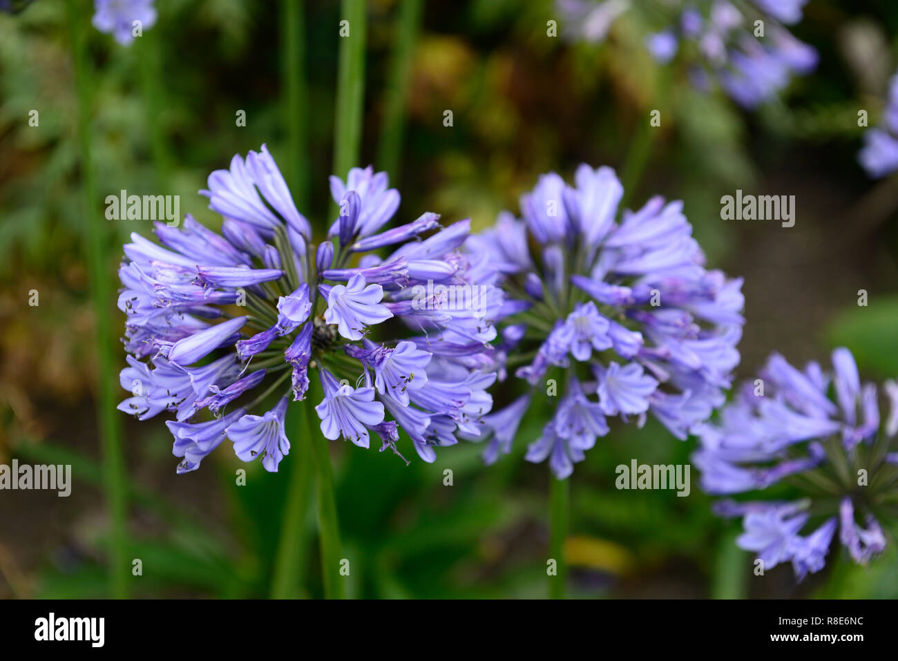 agapanthus columba,deciduous agapanthus,violet blue flowers,flower,flowering,RM Floral Stock Photo