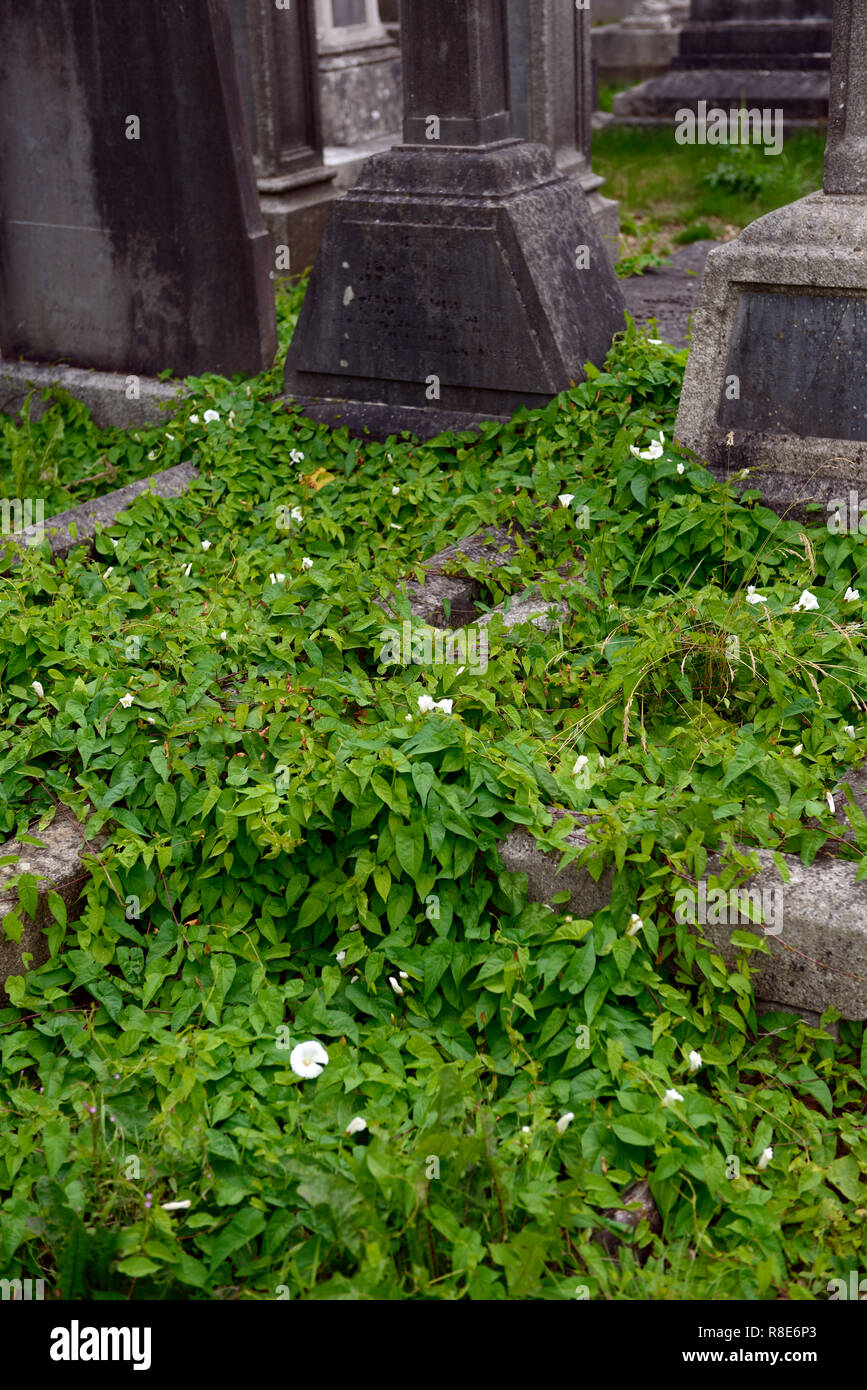 bindweed,overgrown,unkept,unkempt,Headstone,tombstone,18th century,graveyard,graveyards,grave,graves,memory,memorial,peace,peaceful,RM Ireland Stock Photo