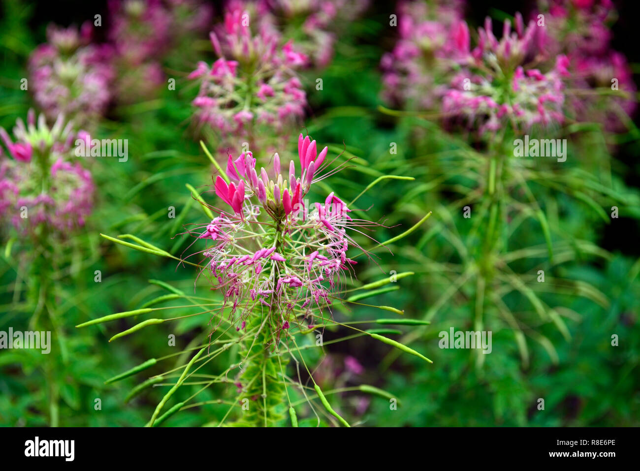 Cleome hassleriana Rose Queen,spider flower,pink,flowers,tender,annual,bedding plant,garden,gardens,RM Floral Stock Photo