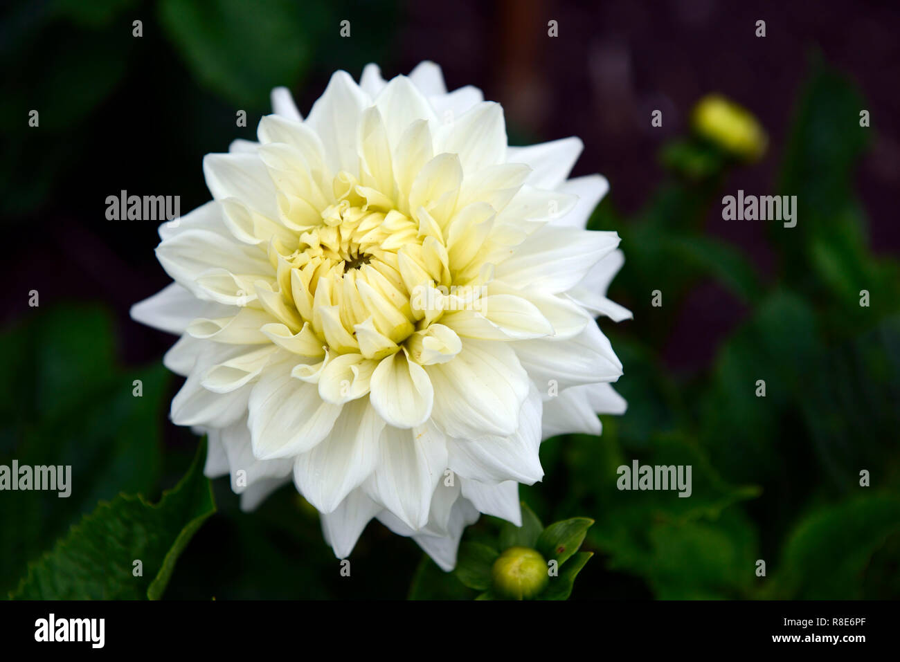 dahlia anne brannigan,semi cactus dahlia,dahlias,white flower,flowers,flowering,RM Floral Stock Photo