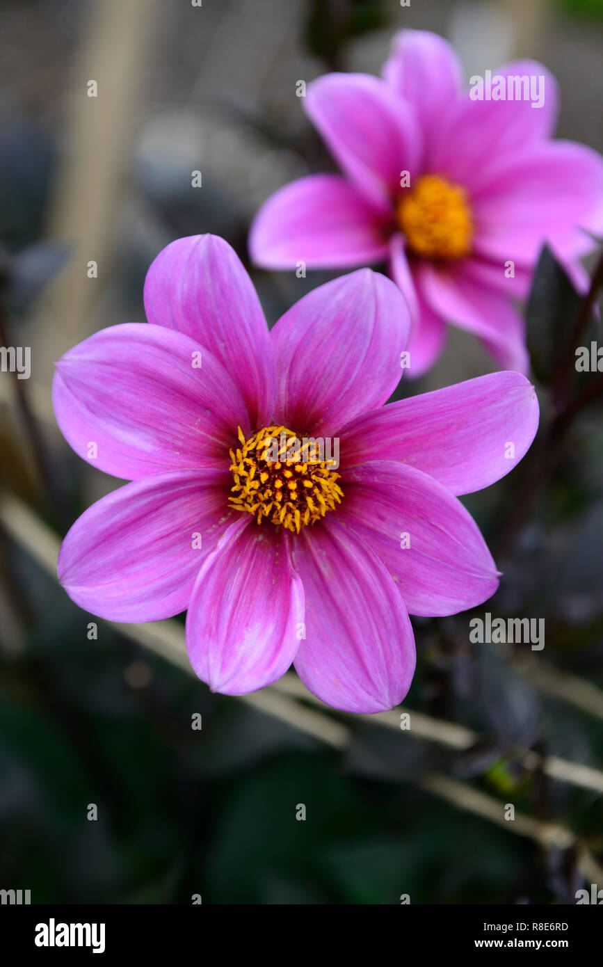 dahlia happy single Juliet,dahlias,lilac pink flower,flowers,flowering,dark foliage,RM Floral Stock Photo