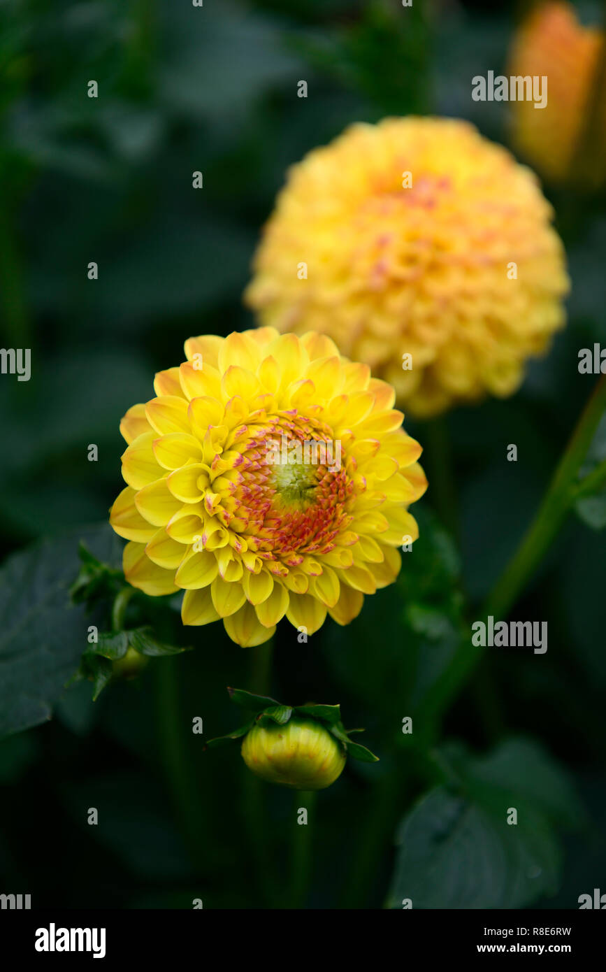 dahlia sunny boy,ball dahlia,dahlias,yellow flower,flowers,flowering,RM