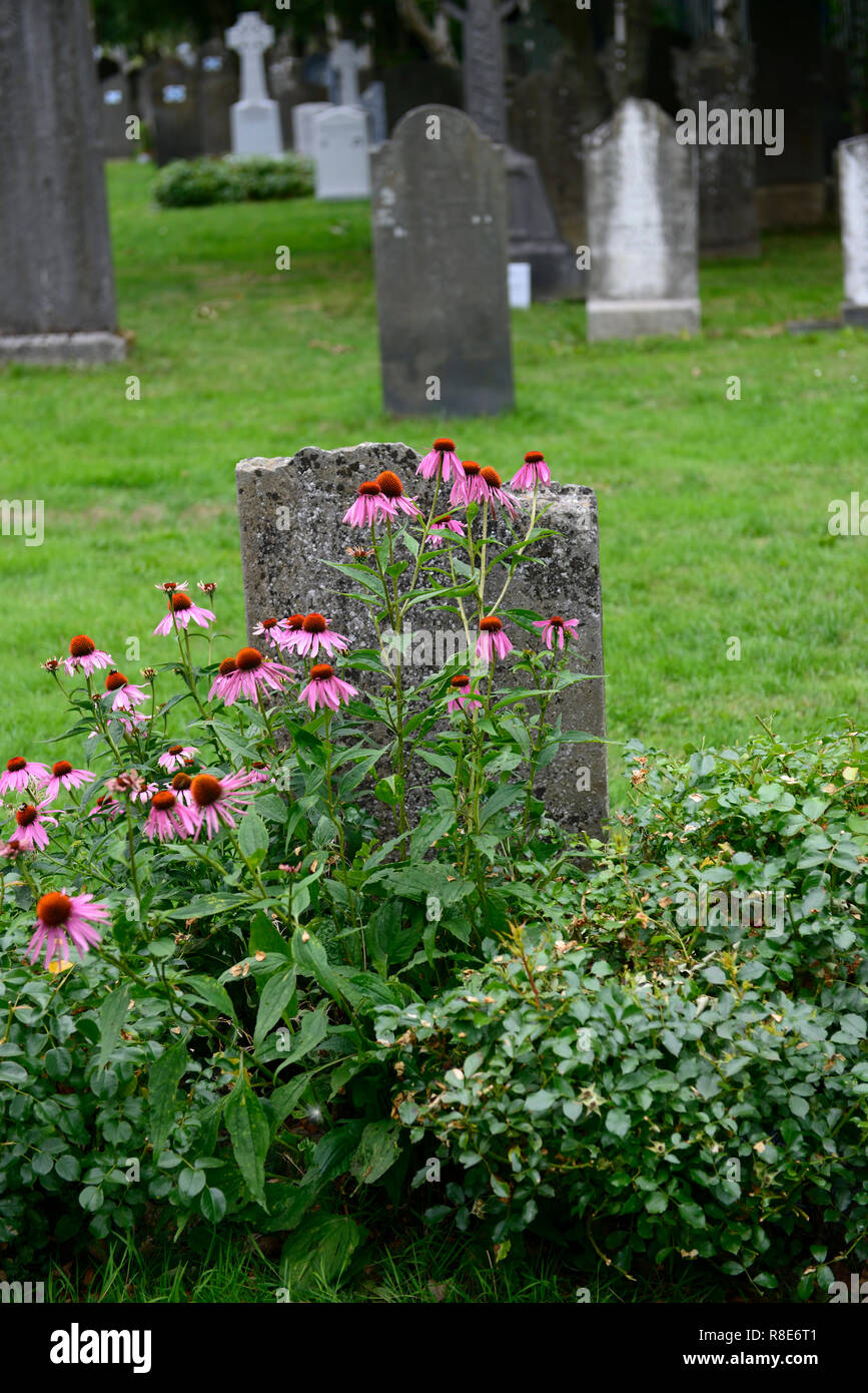 echinacea,flower,flowers,coneflowers,memorial,Headstone,tombstone,graveyard,graveyards,grave,graves,memory,memorial,peace,peaceful,RM Ireland Stock Photo