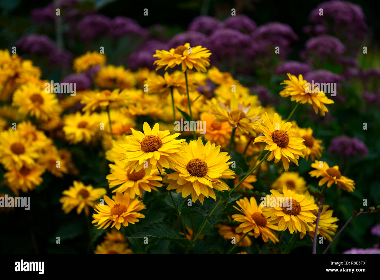 Heliopsis helianthoides var scabra Venus,oxeye sunflower,yellow flowers,flower,flowering,RM Floral Stock Photo
