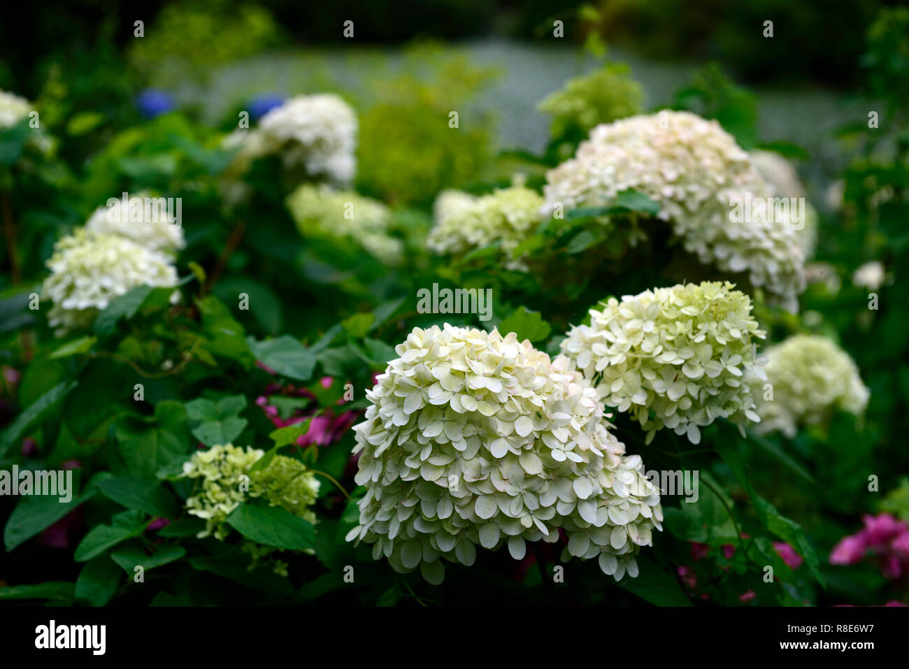 hydrangea paniculata limelight,flowers,flowering,flower,white ,shade, shaded ,shady ,garden