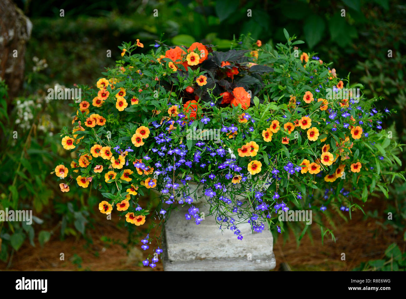 lobelia,bacopa,begonia,blue,orange,red,yellow,flower,flowers,display,urn,formal,garden,gardening,mix,mixed,container,planter,foliage,RM Floral Stock Photo
