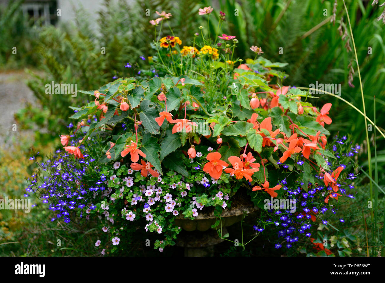 lobelia,bacopa,begonia,blue,orange,red,yellow,flower,flowers,display,urn,formal,garden,gardening,mix,mixed,container,planter,foliage,RM Floral Stock Photo