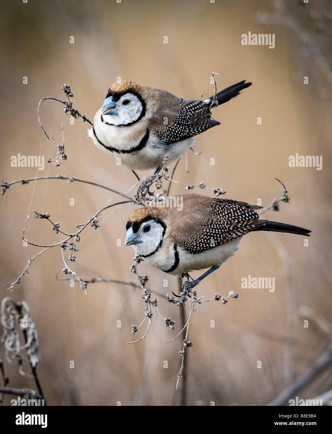 Group of Double-barred Finches feeding on wild grasses in the Australian bush Stock Photo