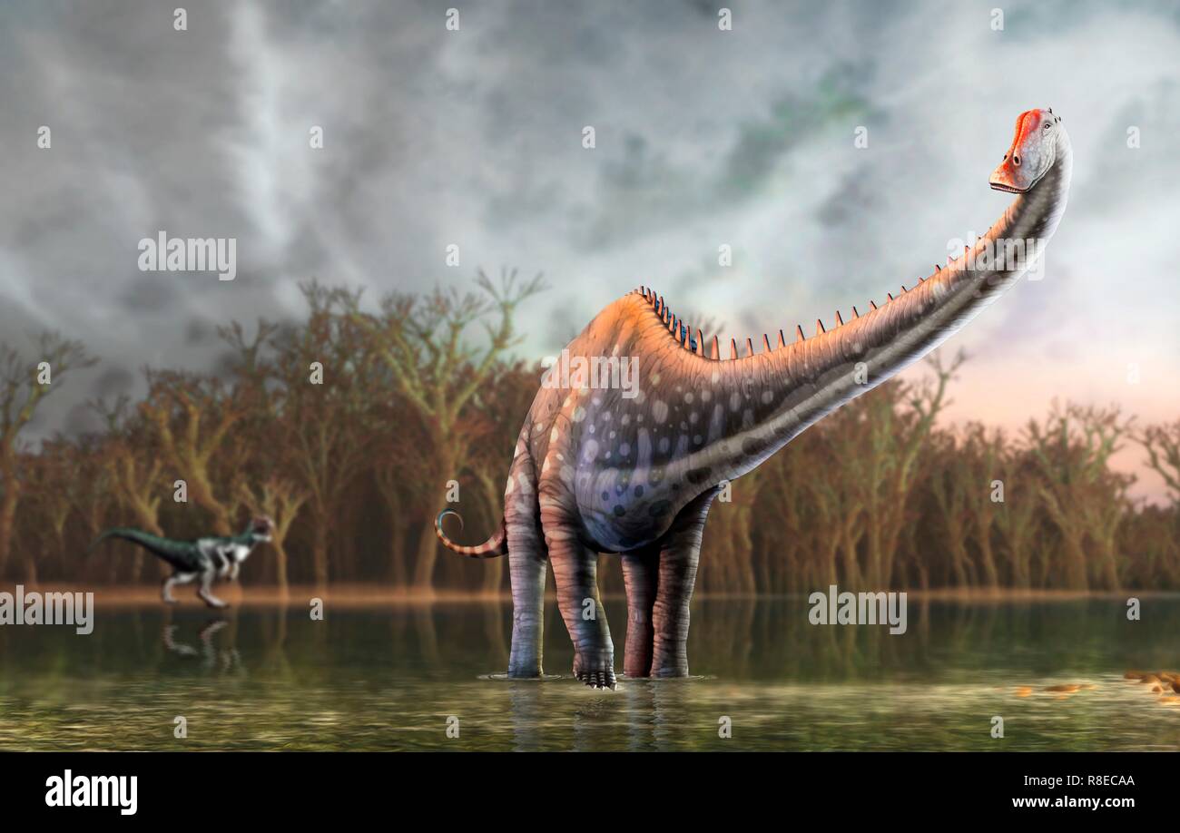 Diplodocus dinosaur, illustration. Diplodocus, discovered in 1877, is one of the longest known dinosaurs, reaching a length of 35 metres. Most of that, however, was tail and neck, meaning that the animal only weighed 10 to 15 tonnes, much less than the bulkier sauropods of similar length, such as brachiosaurus. Diplodocus lived in the Jurassic period, around 155 to 148 million years ago, in what is now North America. A predatory dinosaur, allosaurus, is seen in the background. Stock Photo
