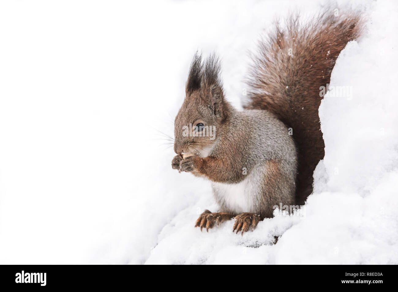 closeup image of red squirrel sitting on tree trunk with nut in winter forest Stock Photo