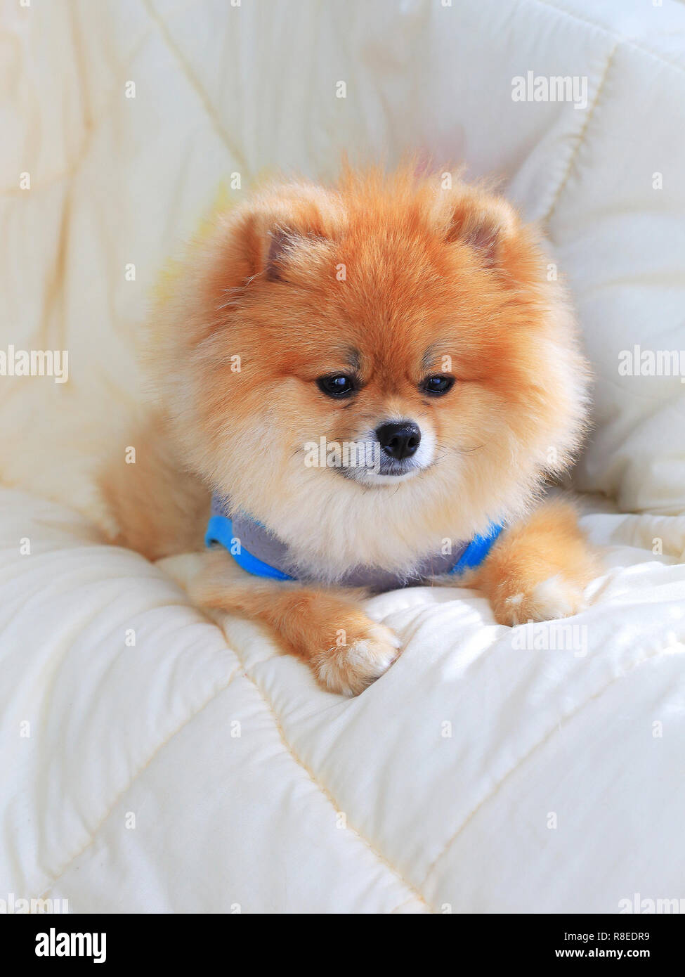 grooming pomeranian at home