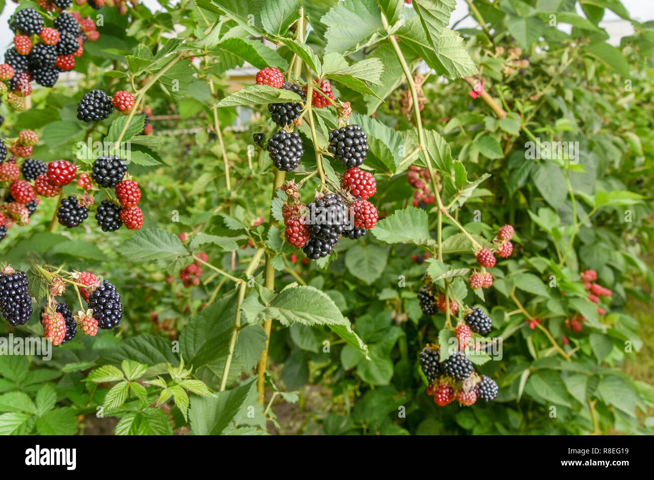 https://c8.alamy.com/comp/R8EG19/bramble-berry-bush-with-black-ripe-berries-closeup-the-concept-of-harvesting-berries-in-the-countryside-toning-R8EG19.jpg