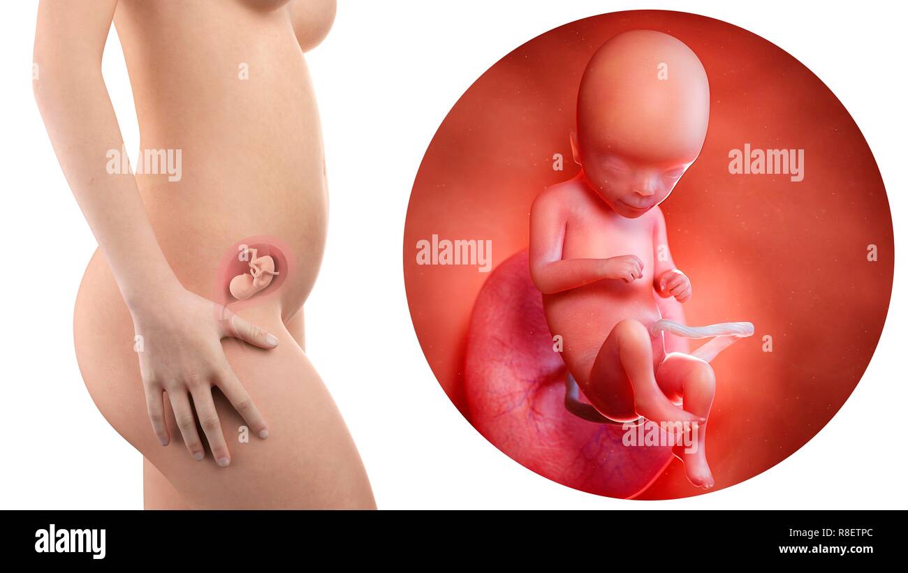 Illustration Of A Pregnant Woman And 16 Week Foetus Stock Photo Alamy Illustration Of A Pregnant Woman And 16 Week Foetus Stock Photo Alamy