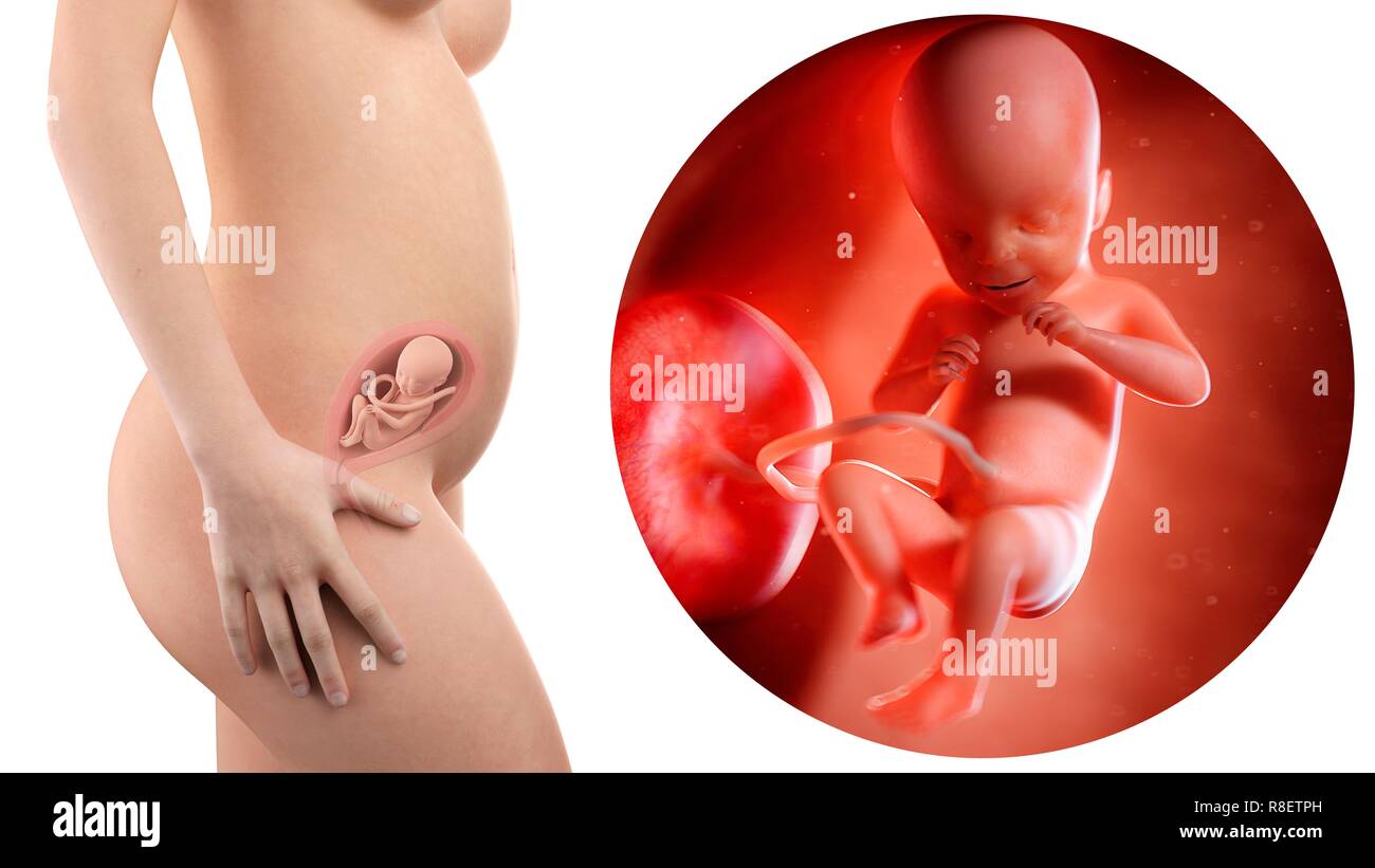 Illustration Of A Pregnant Woman And 21 Week Foetus Stock Photo Alamy