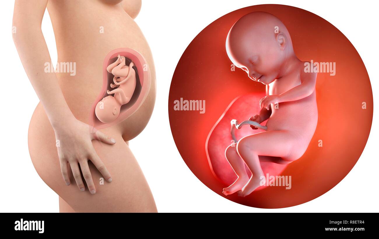 A Pregnant Woman Anatomy High Resolution Stock Photography And Images Alamy