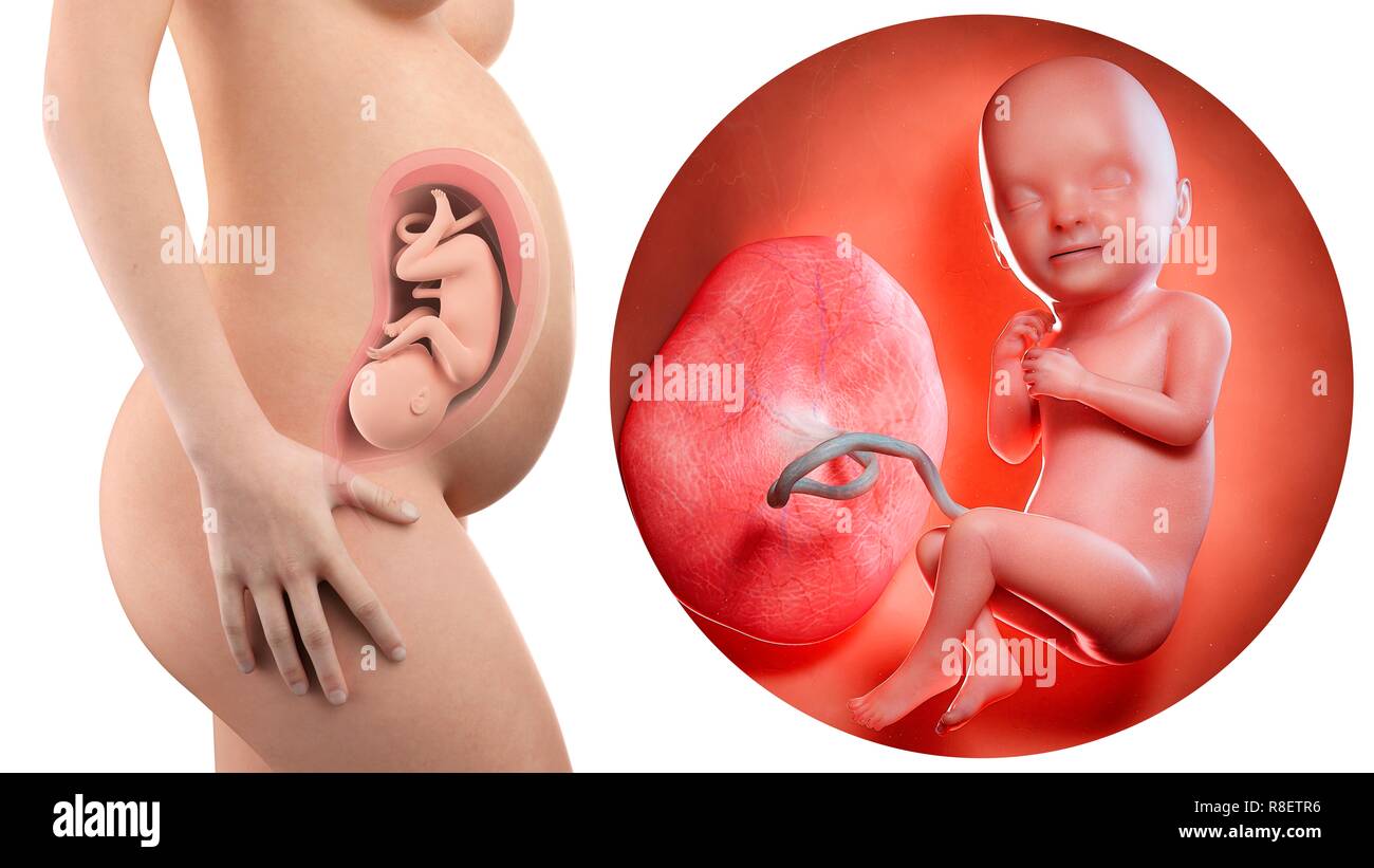 A pregnant woman anatomy hi-res stock photography and images - Alamy, image size:1300x821
