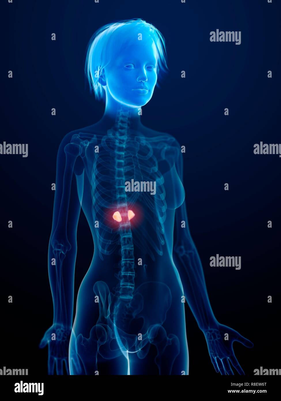 Female adrenal glands hires stock photography and images Alamy