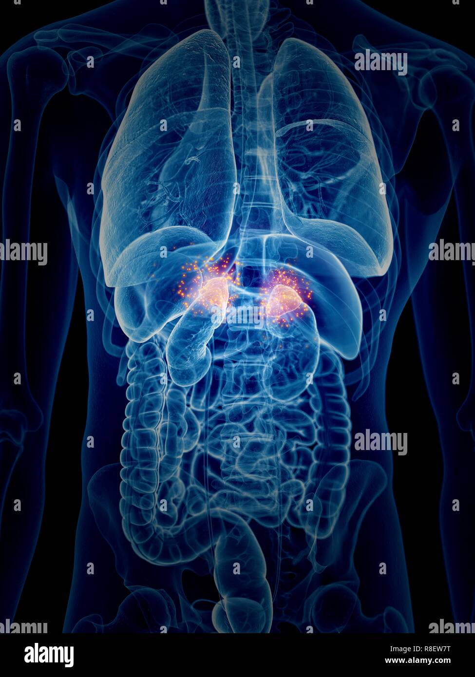 Illustration of the adrenal glands producing hormones Stock Photo Alamy