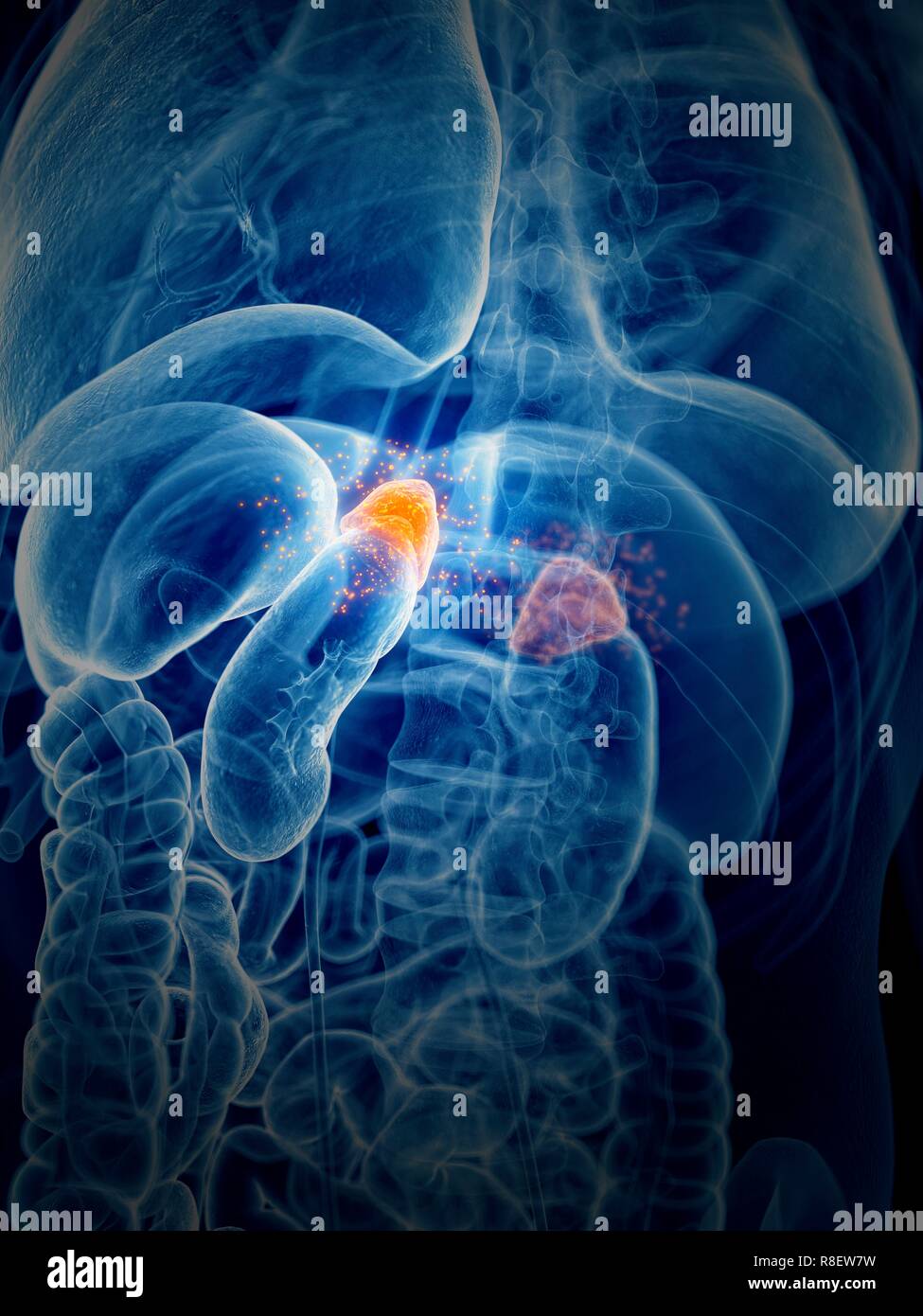 Illustration of the adrenal glands producing hormones Stock Photo Alamy