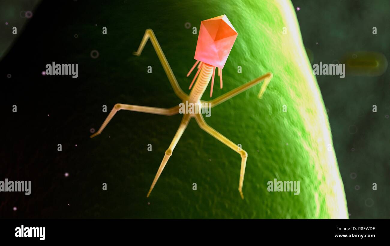 Illustration of a bacteriophage on a bacteria. Stock Photo