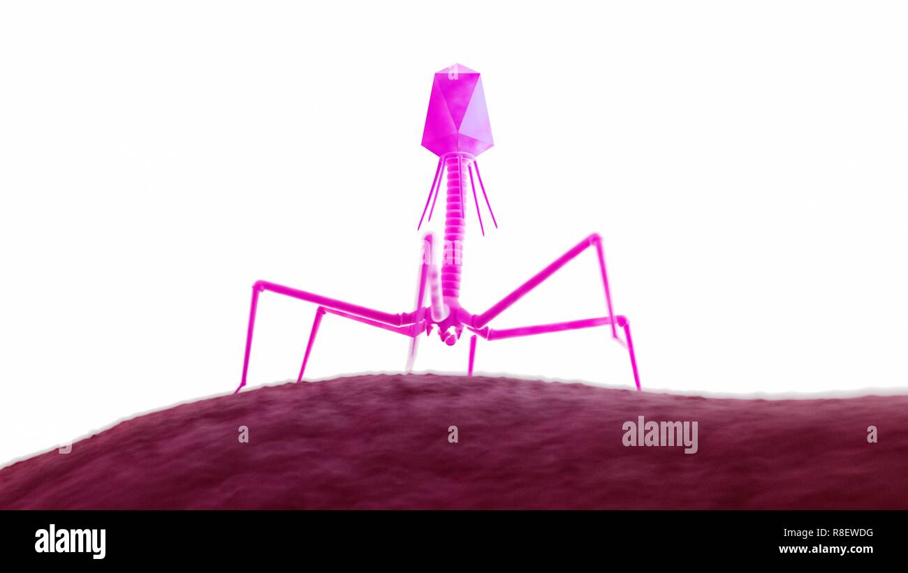 Illustration of a bacteriophage on a bacteria. Stock Photo