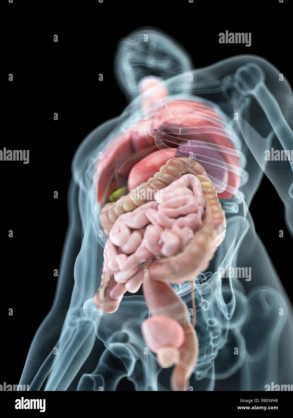 Illustration of a man's internal organs. Stock Photo