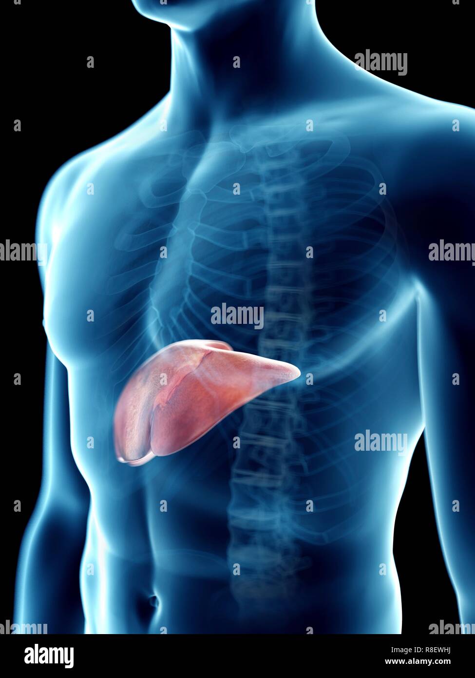 Liver lobes hi-res stock photography and images - Alamy