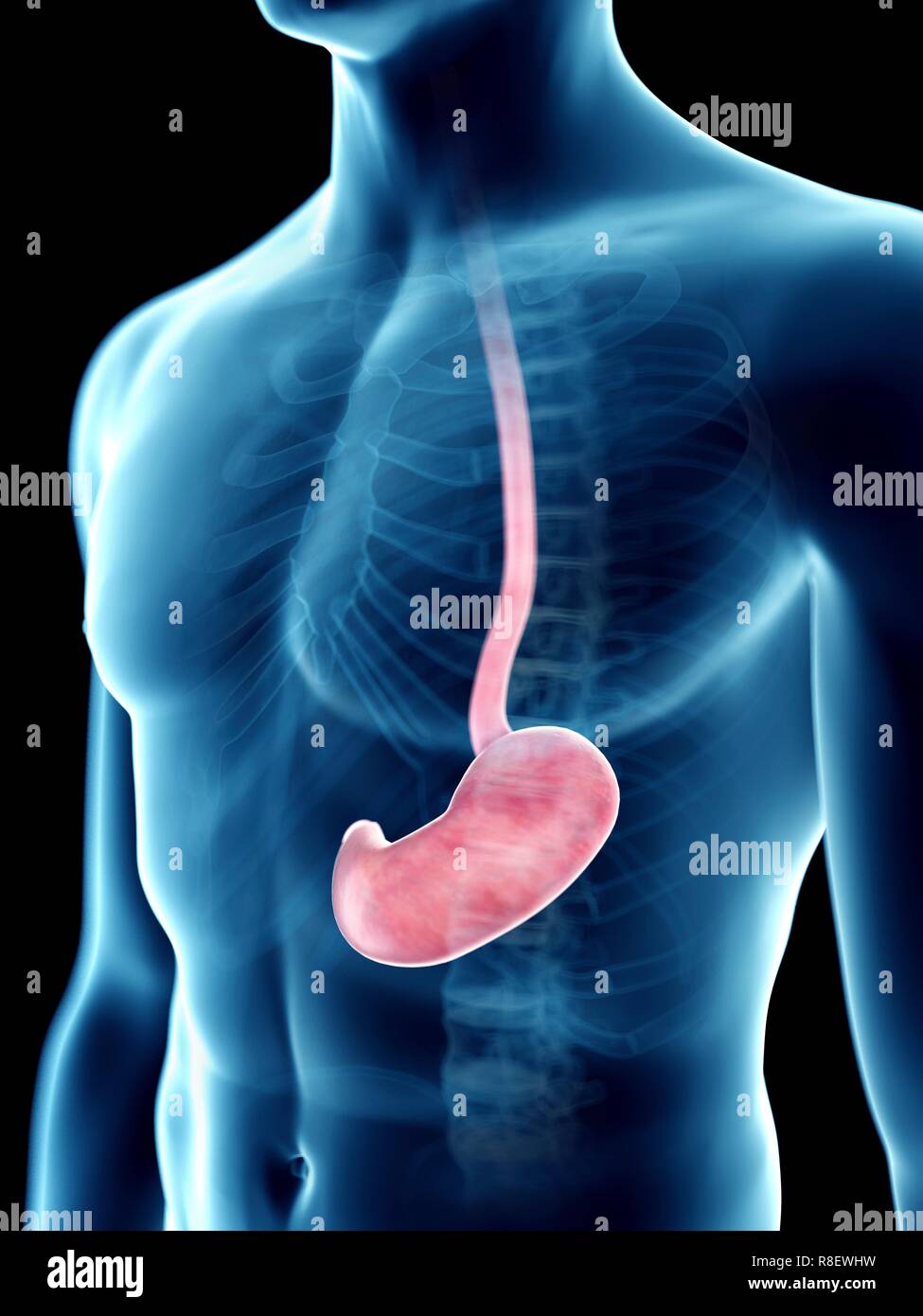 Illustration of a man's stomach Stock Photo - Alamy