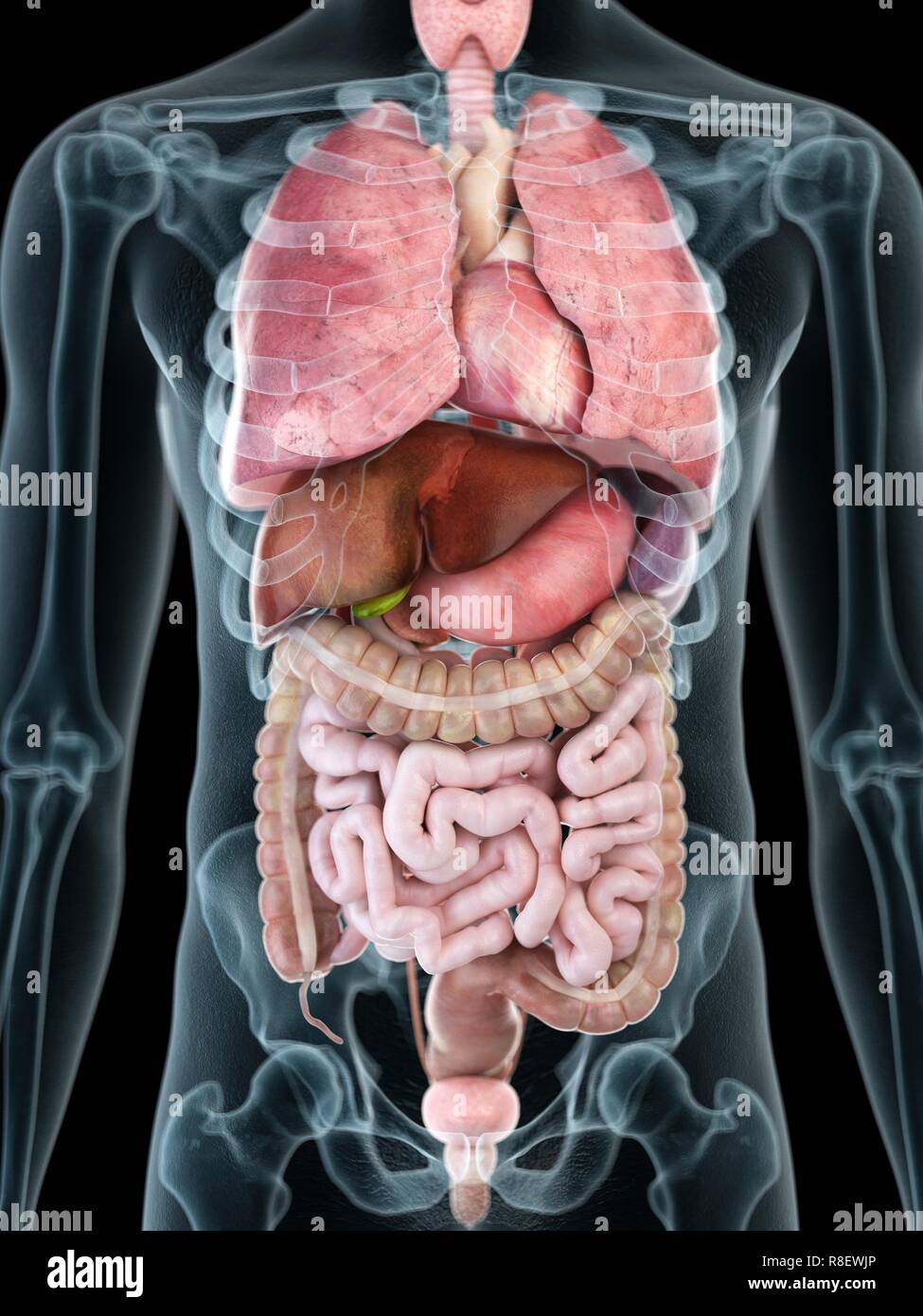 Man Anatomy Internal Organs High Resolution Stock Photography and