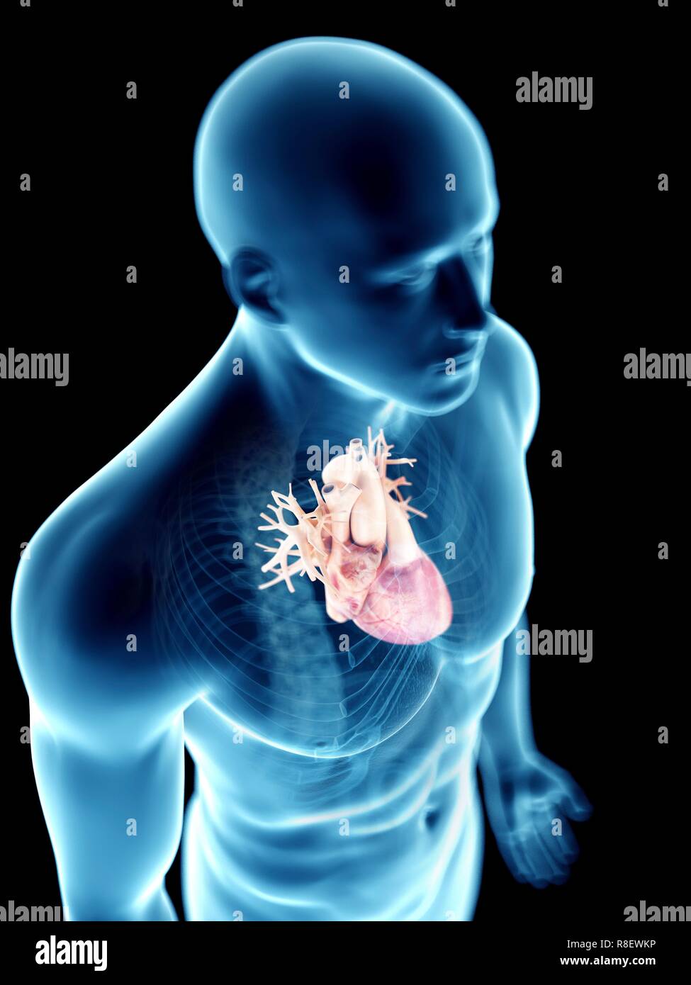 Illustration of a man's heart Stock Photo Alamy