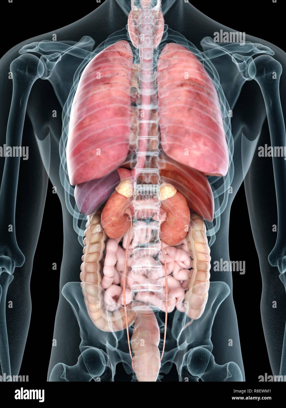 Illustration of a man's internal organs. Stock Photo