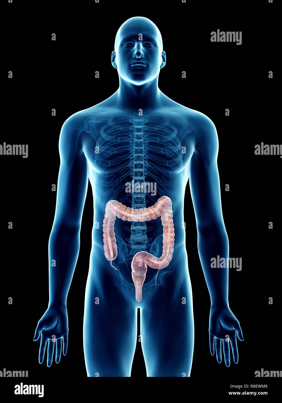 Illustration of a man's colon Stock Photo - Alamy