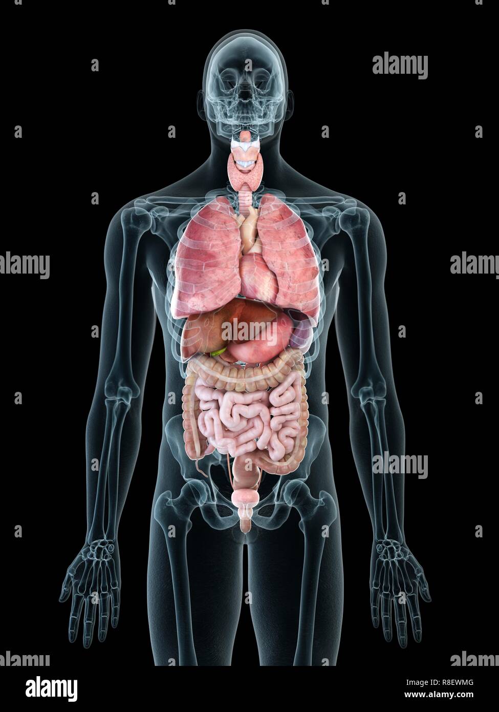 Illustration of a man's internal organs. Stock Photo