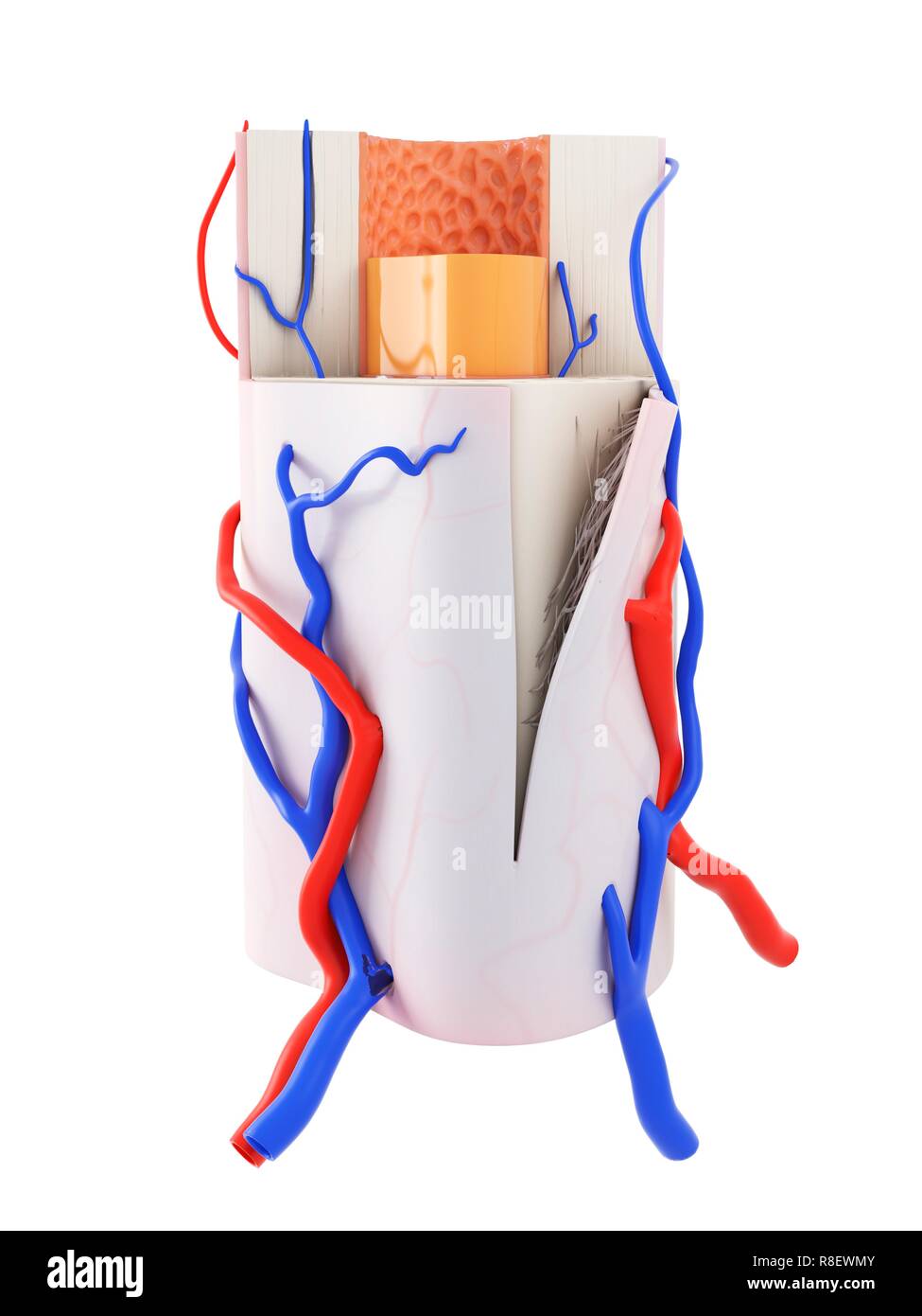 Human bone marrow anatomy hi-res stock photography and images - Alamy