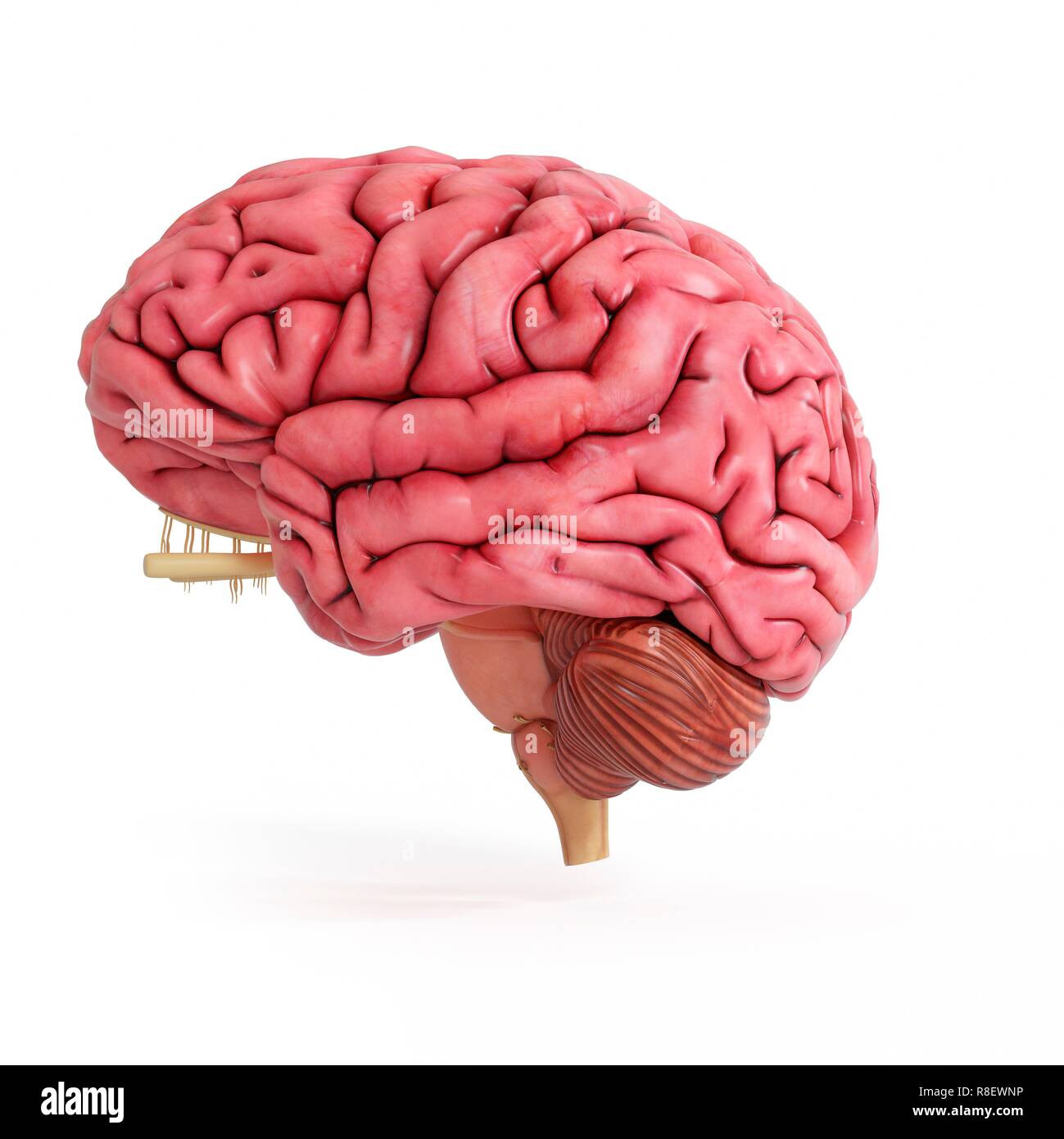 Illustration of a realistic human brain Stock Photo Alamy
