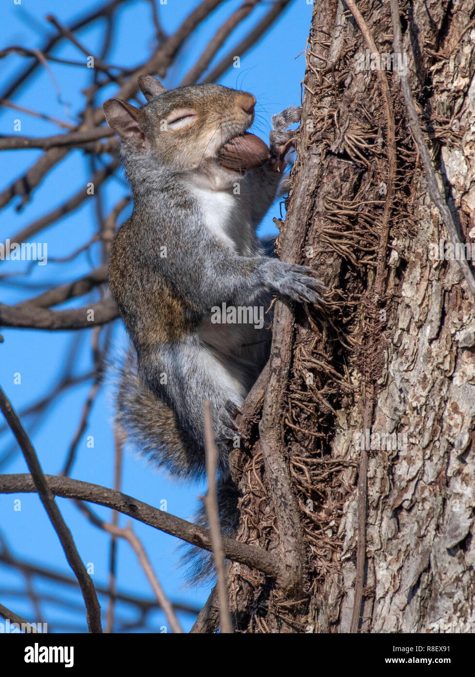 A Louisiana gray squirrel, Sciurus carolinensis, closes its eyes for a