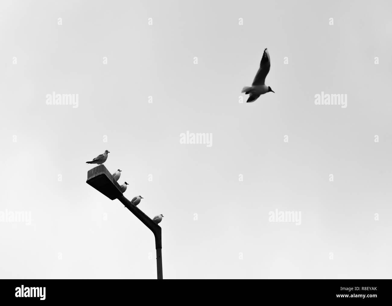 A bird is flying and the other birds are watching Stock Photo